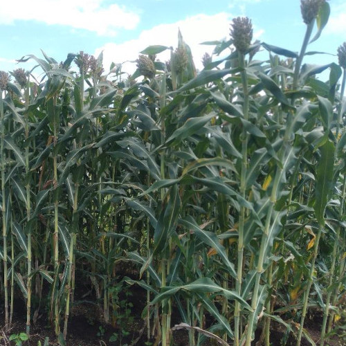 Sorghum crop zambia