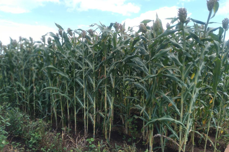 sorghum fields zambia