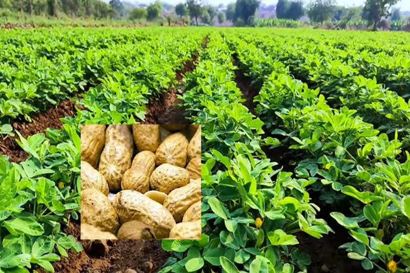 groundnuts farming