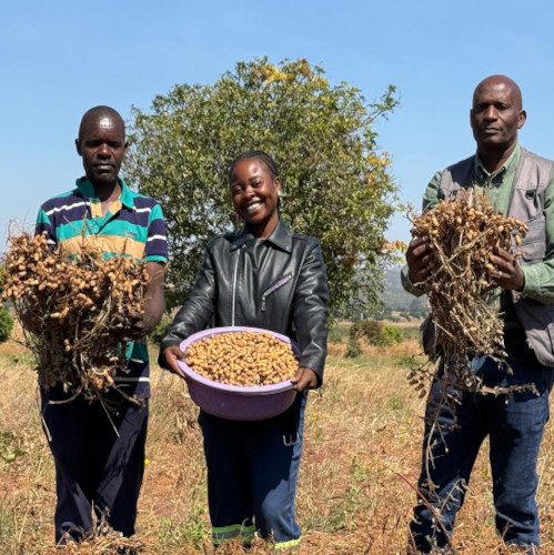 Groundnut harvest Zambia