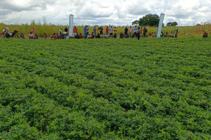 Outgrower scheme crop seeds