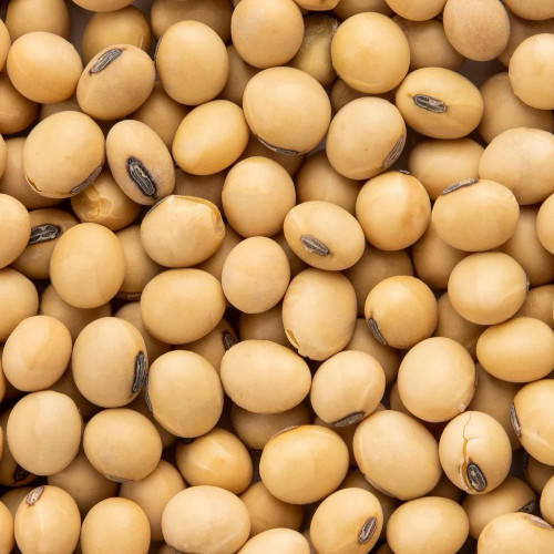 Soybeans agriculture zambia